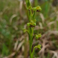 Habenaria acuminata (Thwaites) Trimen